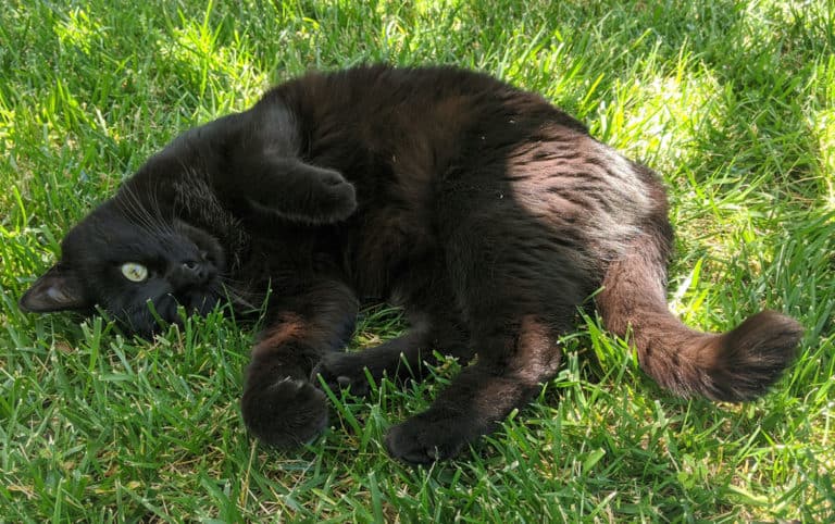 Image showcasing What is Cat Grass? - Cat Explore