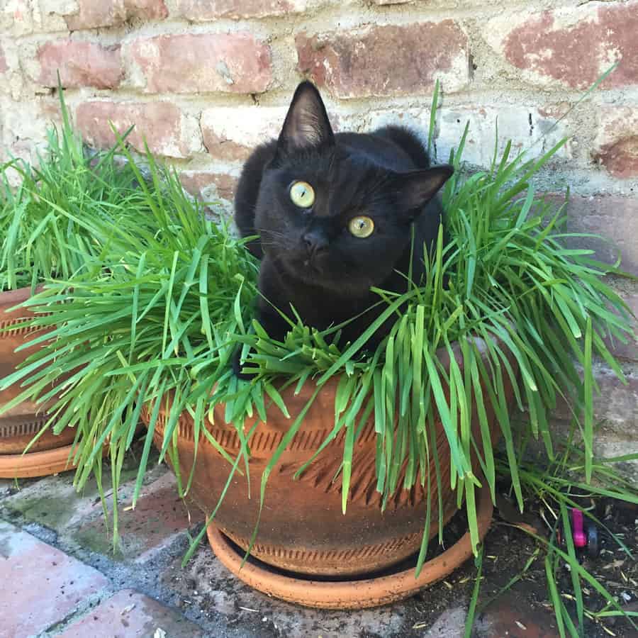 Black cat in a potted plant growing grass.