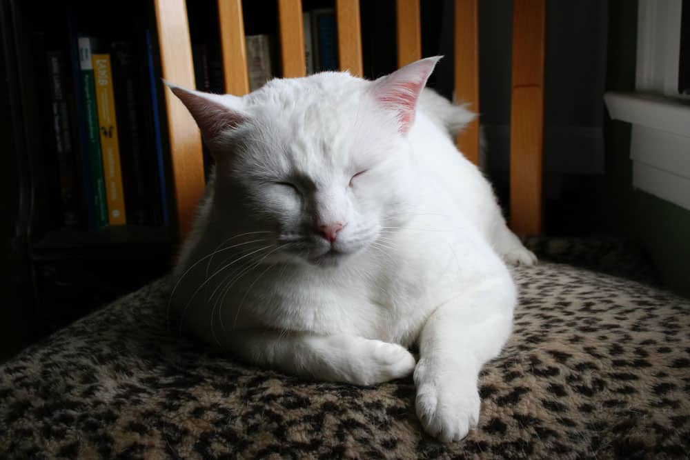 White cat sleeping on a chair.