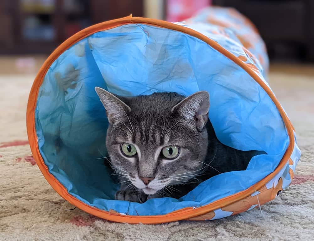 A gray cat inside a cat tunnel toy.