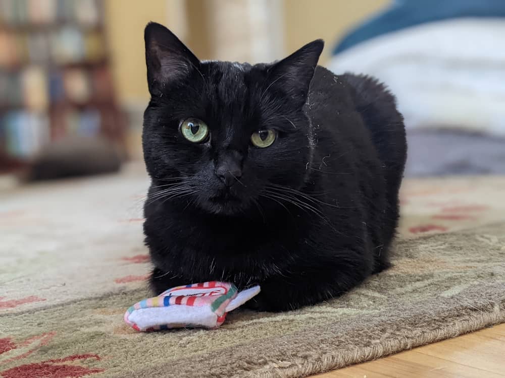 A black cat sitting in front of a crinkly toy.