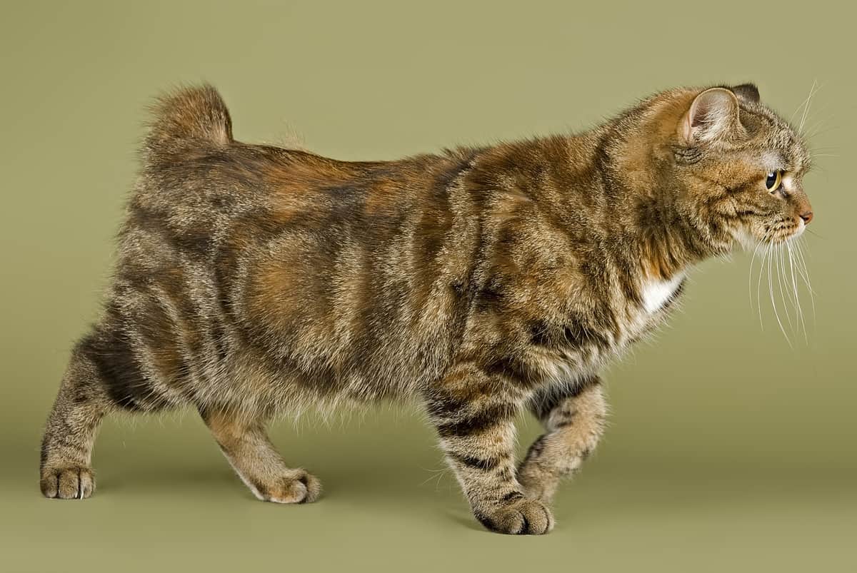 Understanding The Unique Tail Traits Of Manx Cats Cat Explore