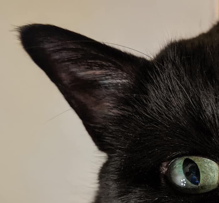 A cropped photo of a black cat's right ear and green right eye.