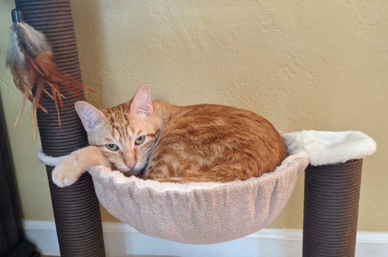 Why Do Cats Love Cat Trees? Cat Explore