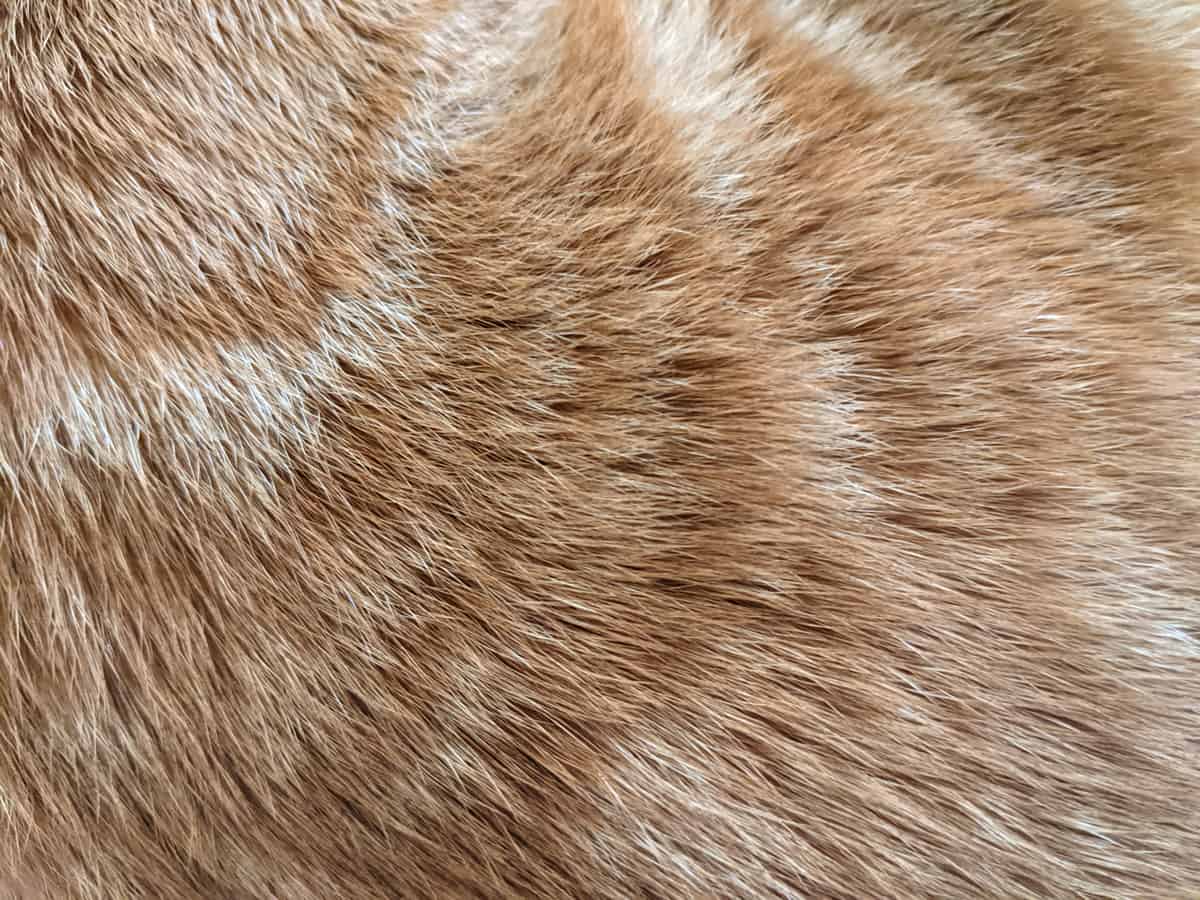 A close up view of fur on an orange tabby cat.