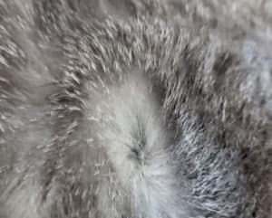 Facts About Cat Fur - Cat Explore