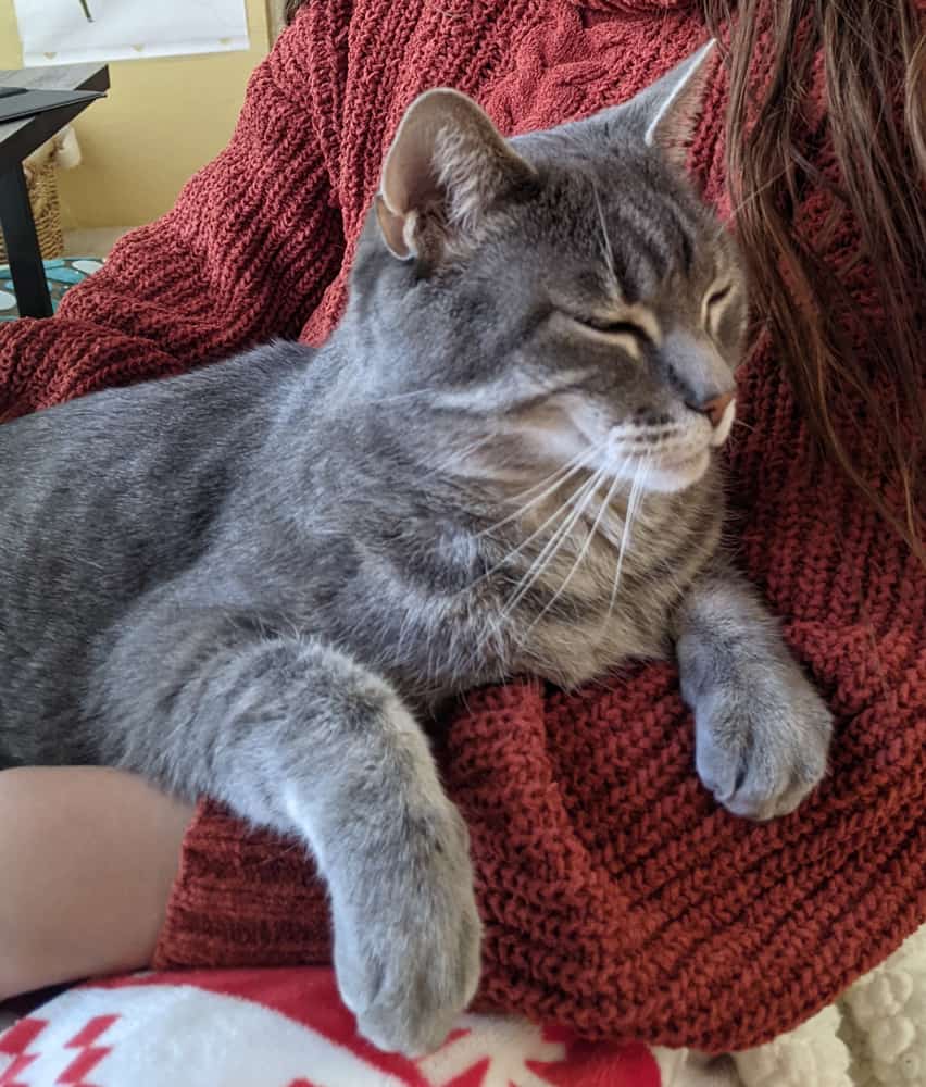 A gray tabby sitting in the lap of a person wearing a burnt red sweater.