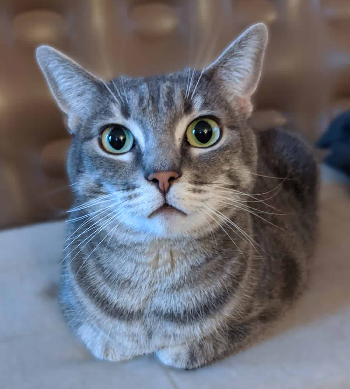 Tabby Cat Coat Colors Cat Explore Tabby Cat Coat Colors Cat Explore