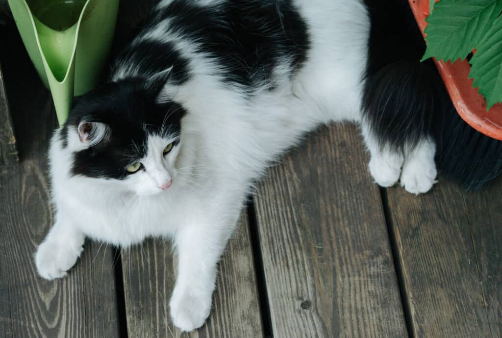 A black and white cat resting underneath a potted plant on a wooden deck.