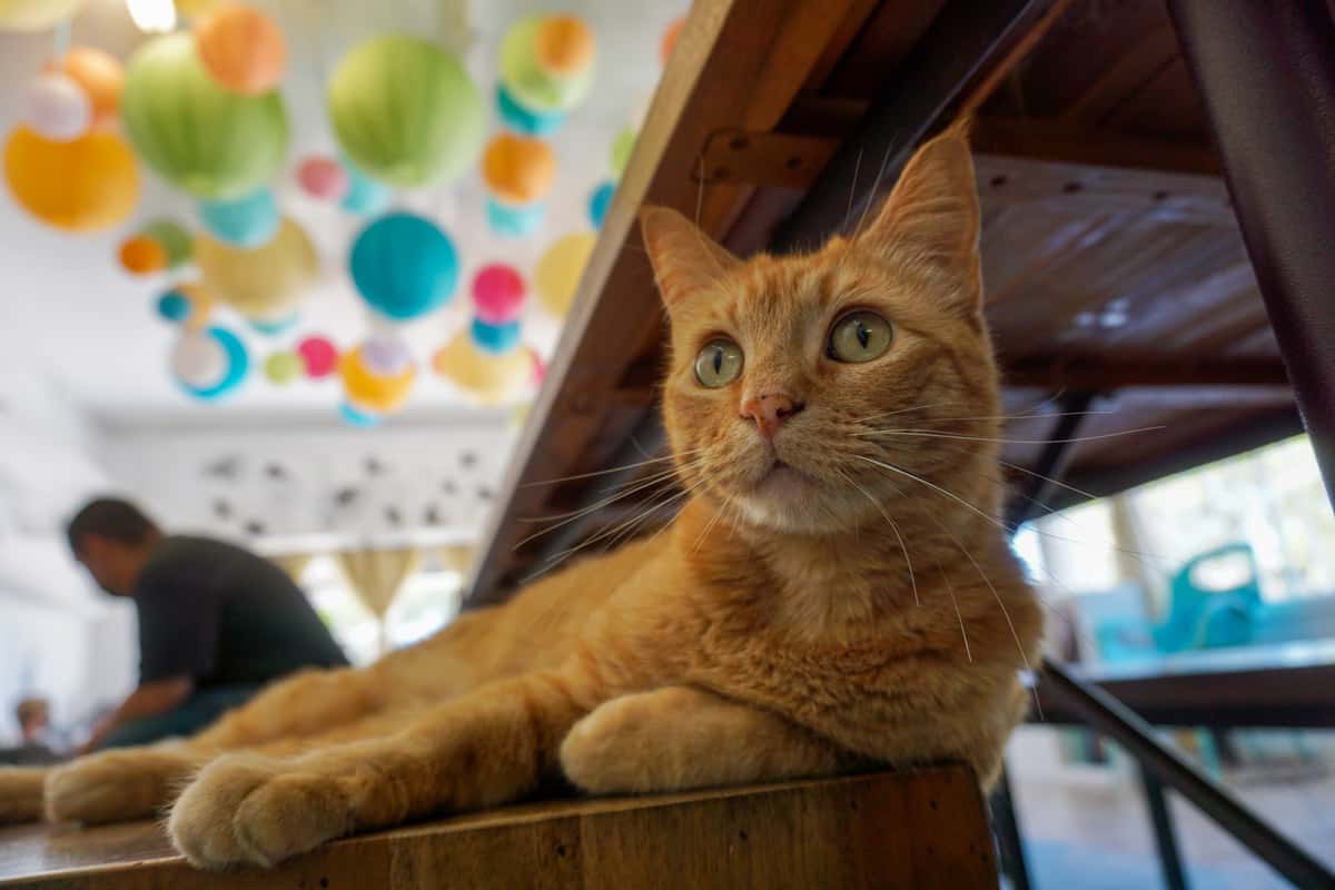 An orange tabby relaxing on a wooden bench. Colorful paper lanterns attached to the ceiling are in the background. A wooden table is behind the cat.