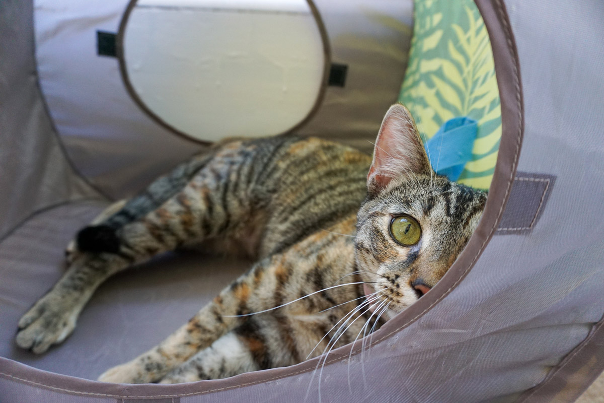 A torbie sits inside a small gray colored cat shelter.