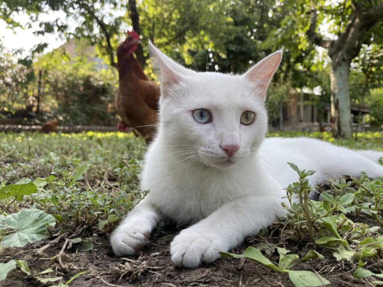 Deciphering Cat Coat Colors - Cat Explore