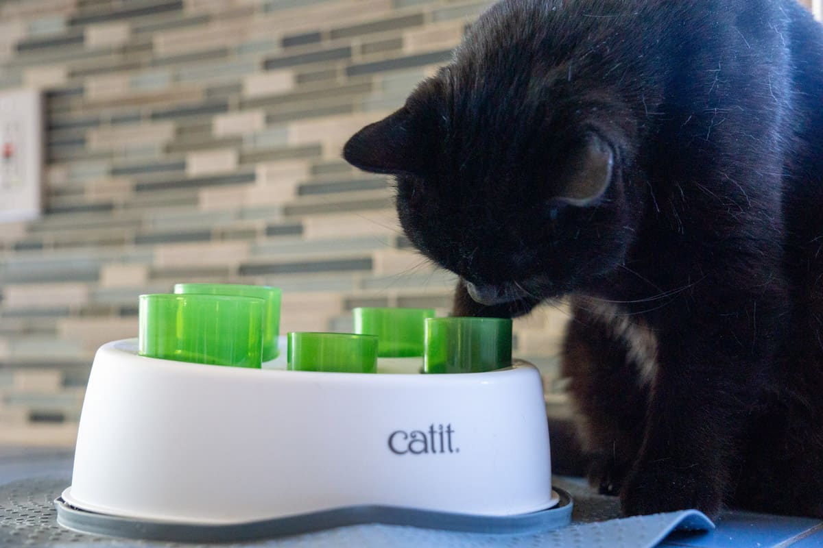 Hunt Hide Nap How Natural Instincts Drive An Indoor Cat s Behavior Hunt Hide Nap How Natural Instincts Drive An Indoor Cat s Behavior