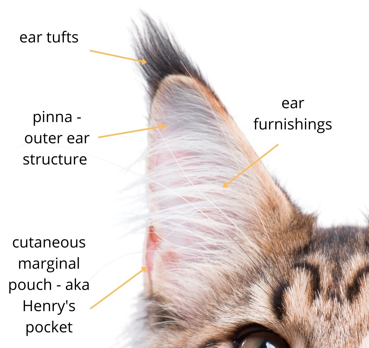 Ear Fur In Cats Cat Explore Ear Fur In Cats Cat Explore
