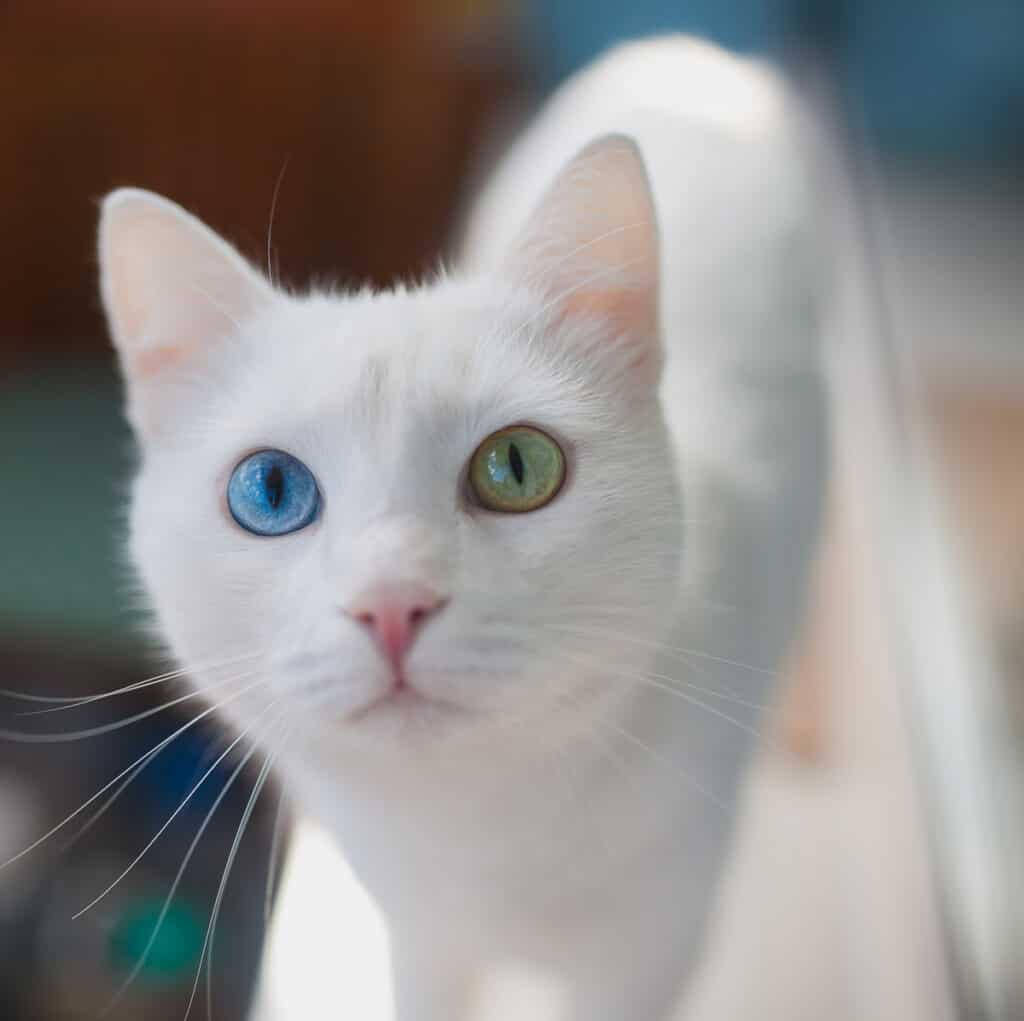 A white cat with one blue eye and one green eye looking at the camera.