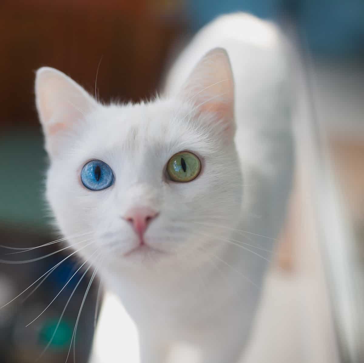 Blue eyed Cats Cat Explore