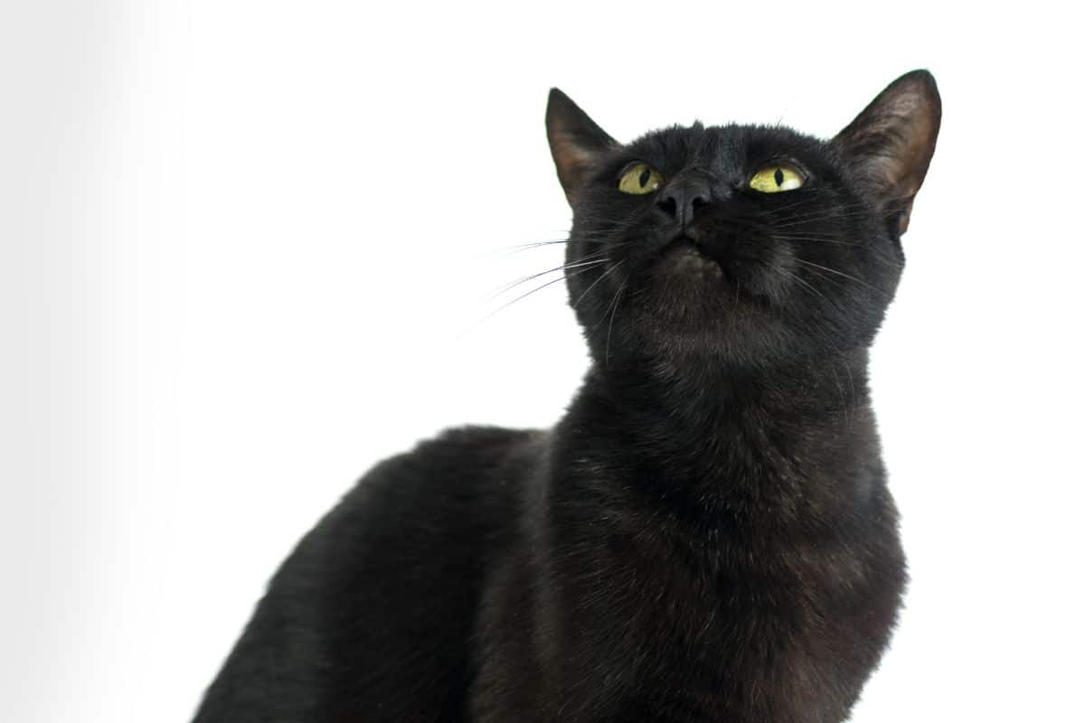 A black tabby looking up against a white background.