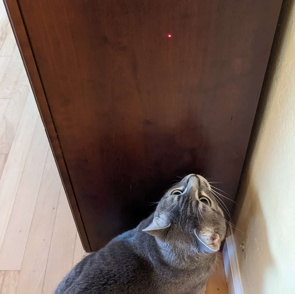 A greay tabby cat playing with a red laser light on a dark wooden bookcase edge.