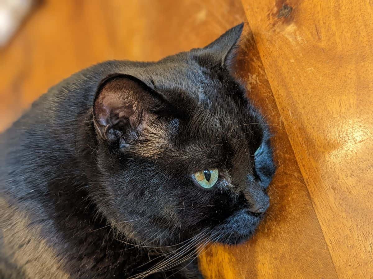 The head of a black cat with green eyes lying on a medium dark wooden table.