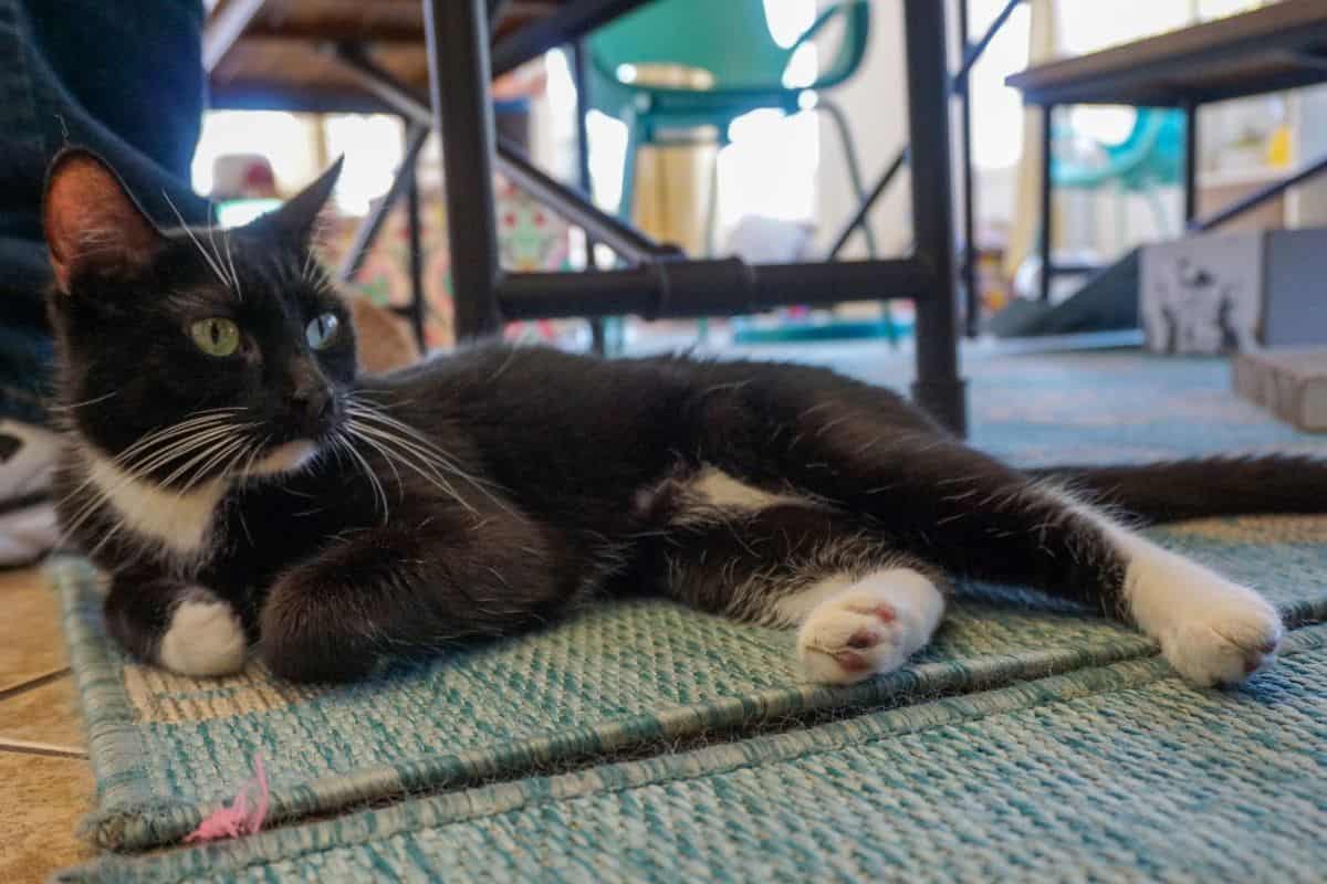 A black and white tuxedo cat lying on a light blue rope rug.