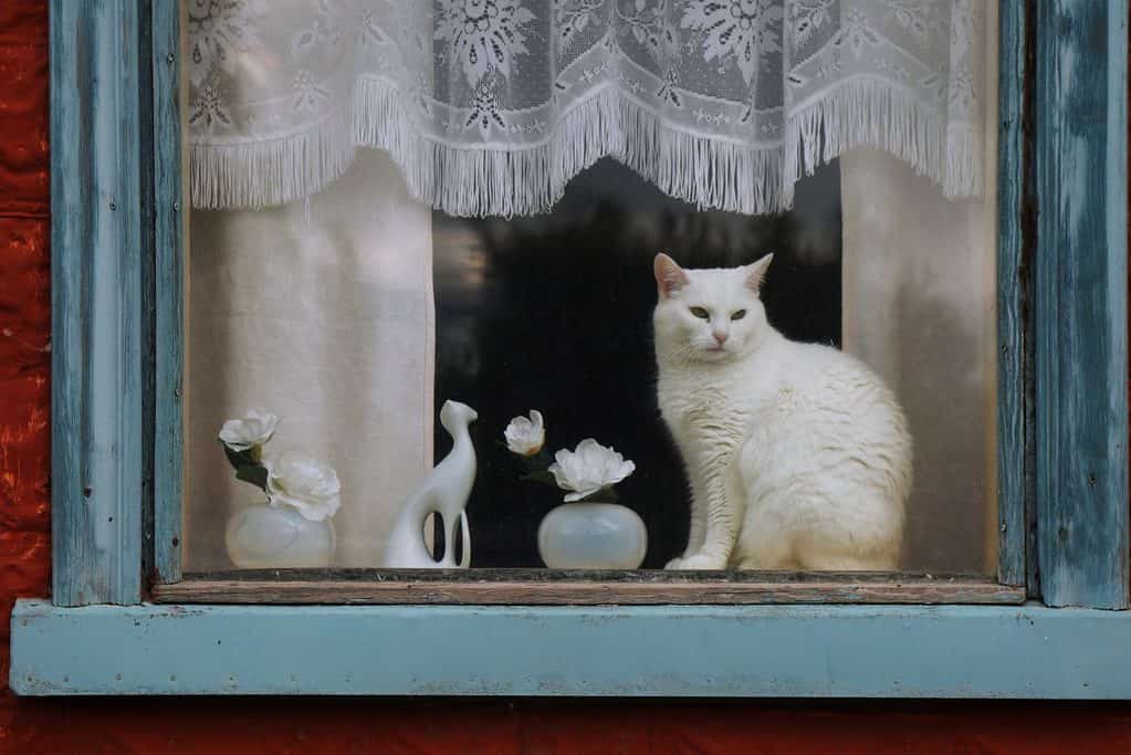 A white cat sits in a window with white lace curtains and sea blue trim.