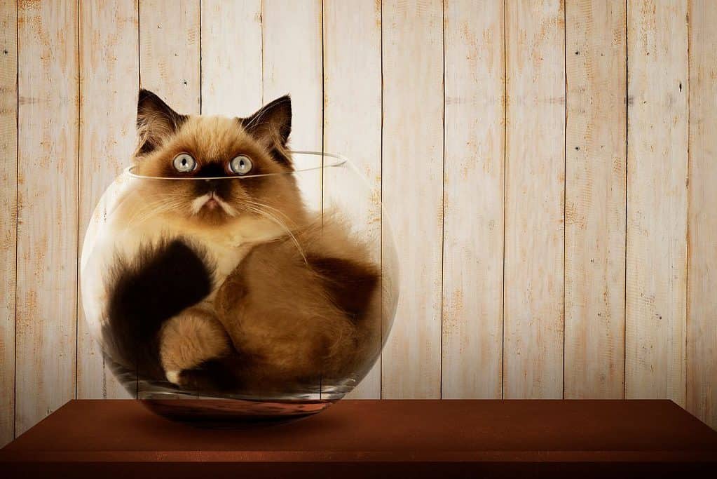 A siamese Persian cat inside a glass bowl.