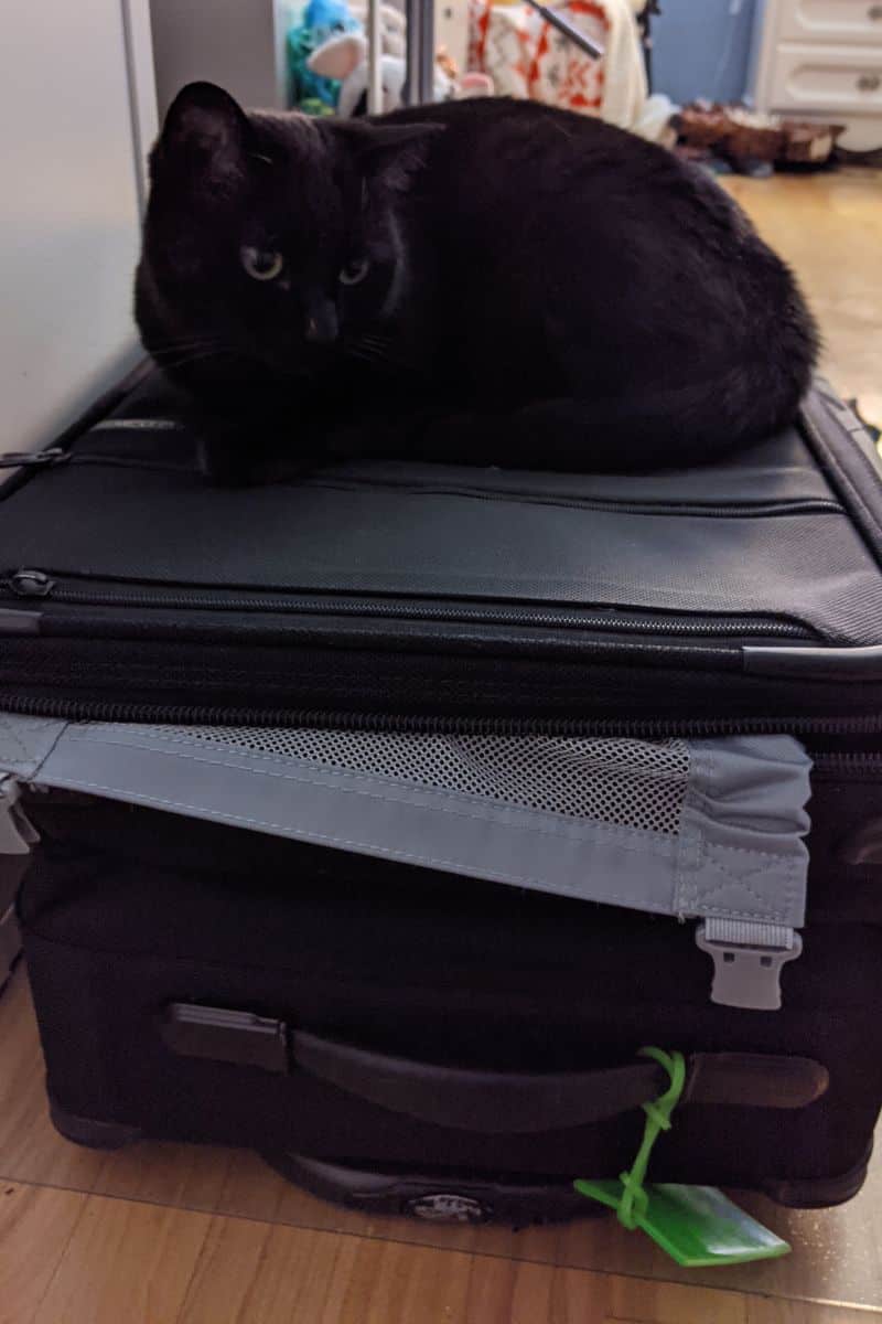 A black cat sitting on top of a black luggage.