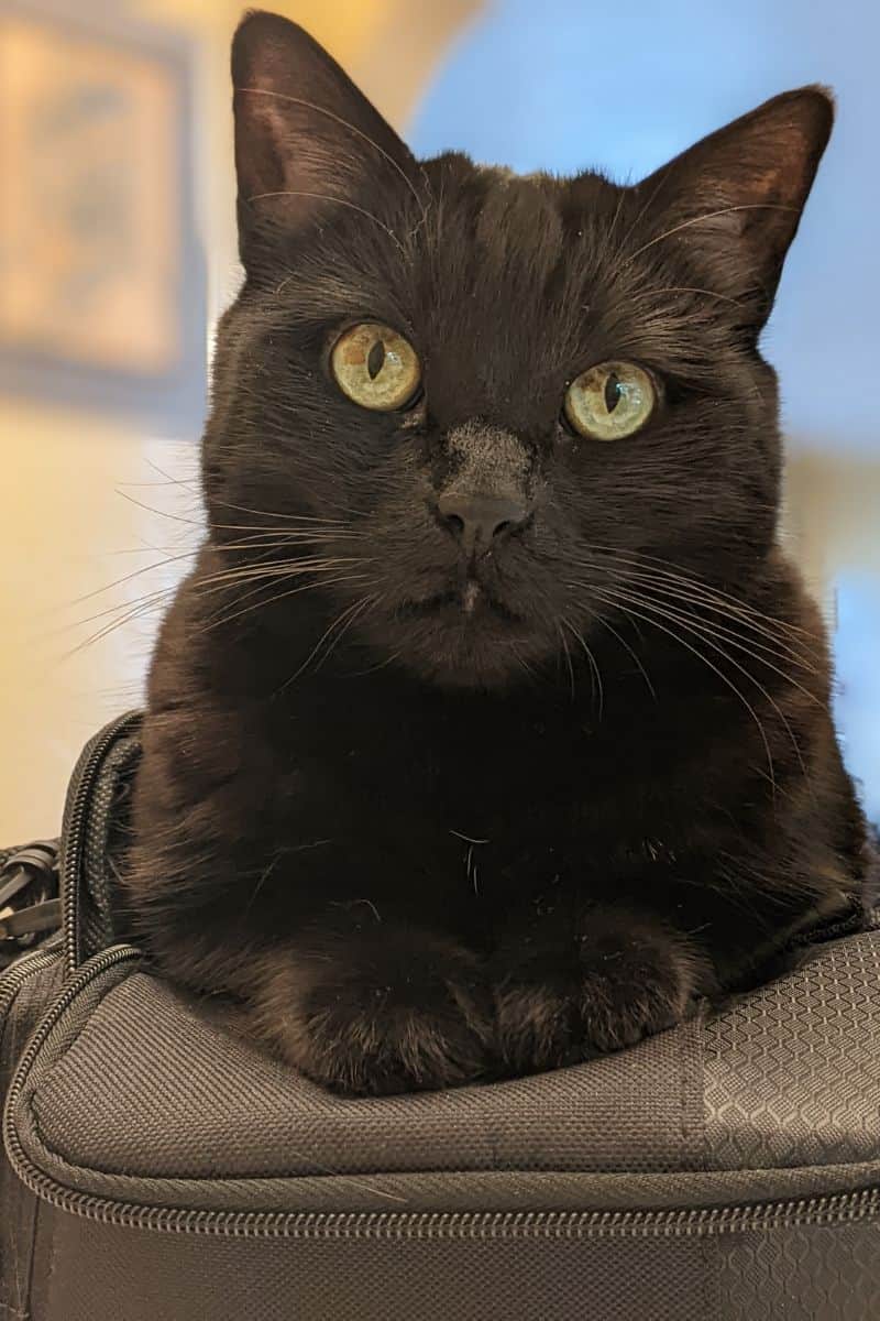 A black cat sitting with her front paws on a black camera bag.