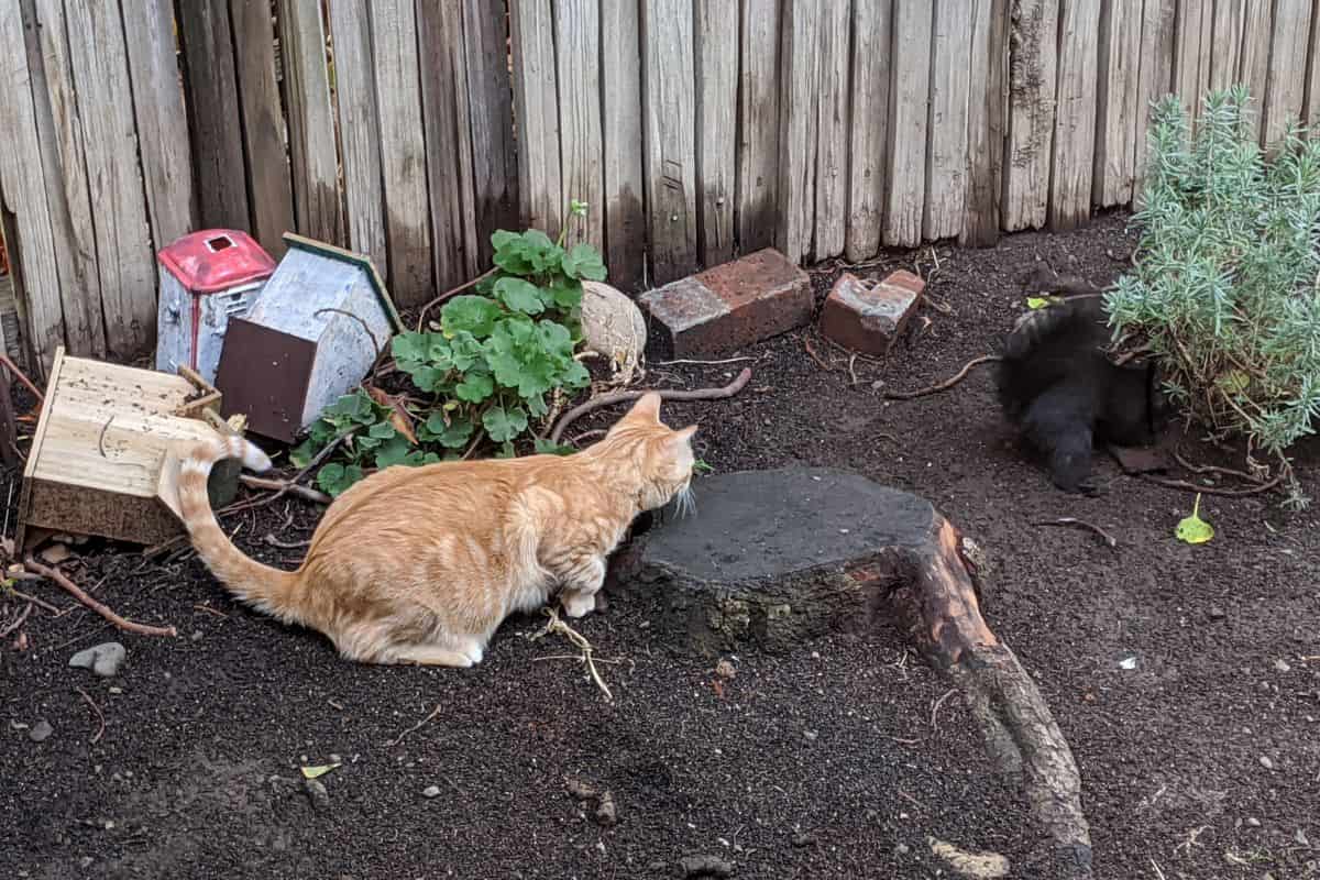 An orange tabby cat crunched on the soil about to leap towards a black squirrel.