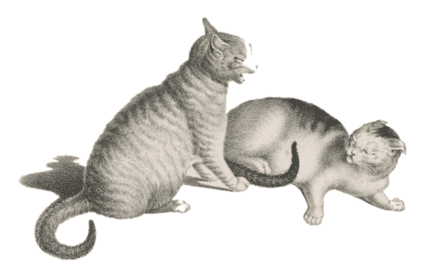 A tabby cat fights a harlequin cat lying on the floor with its ears back.