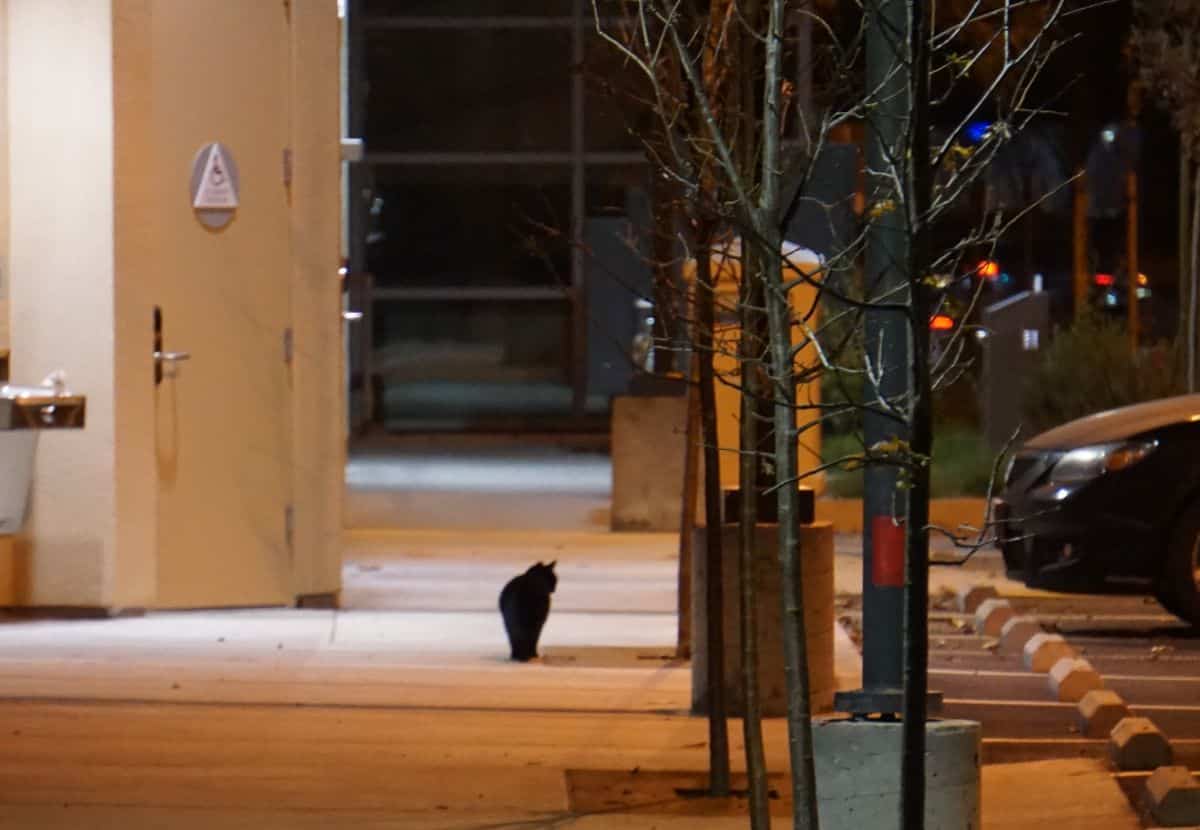 A cat walking along a sidewalk at night.