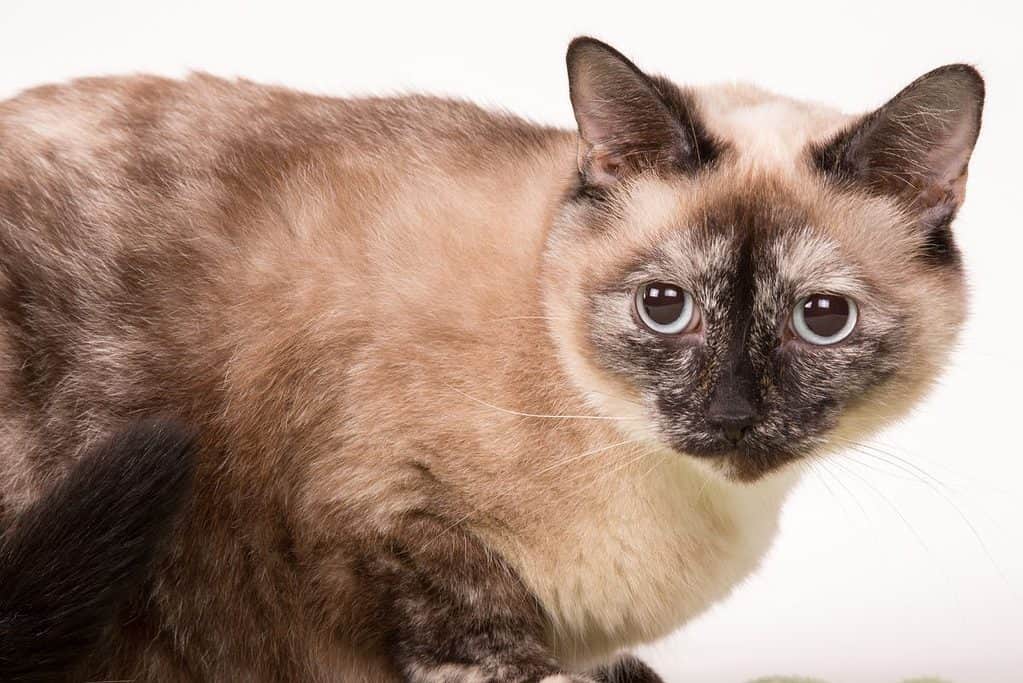 An old colorpoint cat with whiter fur in the areas that are normally dark.