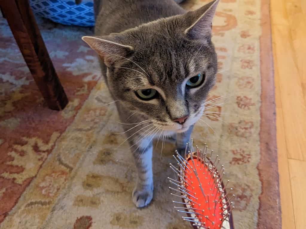 A gray tabby sniffing a bush with metal spokes.