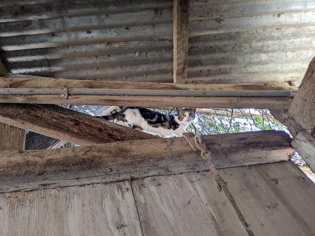 A barn cat climbing on top of the wooden beam of a horse stall.