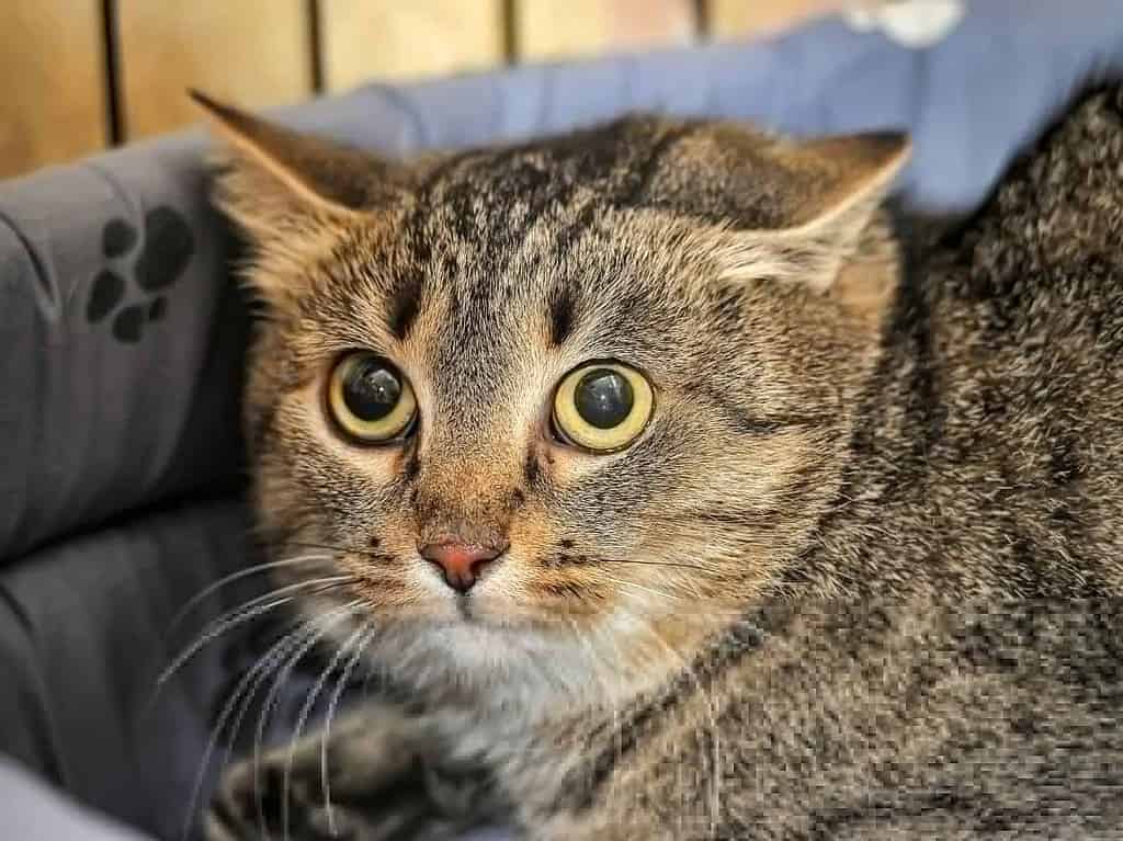 A scared tabby with flattened ears in a cat bed.