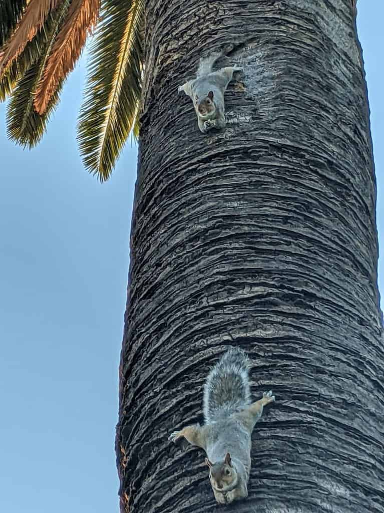 Two squirrels hanging upside down on a palm tree eating nuts on a bright blue day.