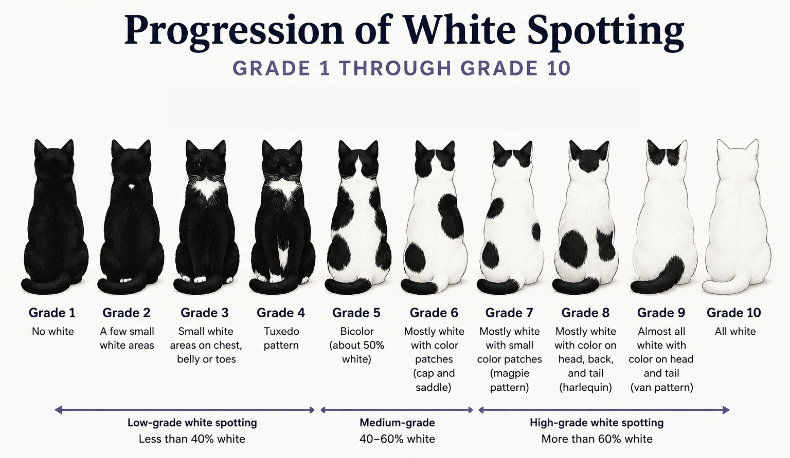 Infographic showing ten cat silhouettes illustrating the progression of white spotting from Grade 1 through Grade 10. The sequence begins with a solid-colored cat with no white markings and gradually increases the amount of white fur until Grade 10, which is completely white. Labels identify common coat patterns such as tuxedo, bicolor, harlequin, and van, and the diagram groups the grades into low-, medium-, and high-grade white spotting.
