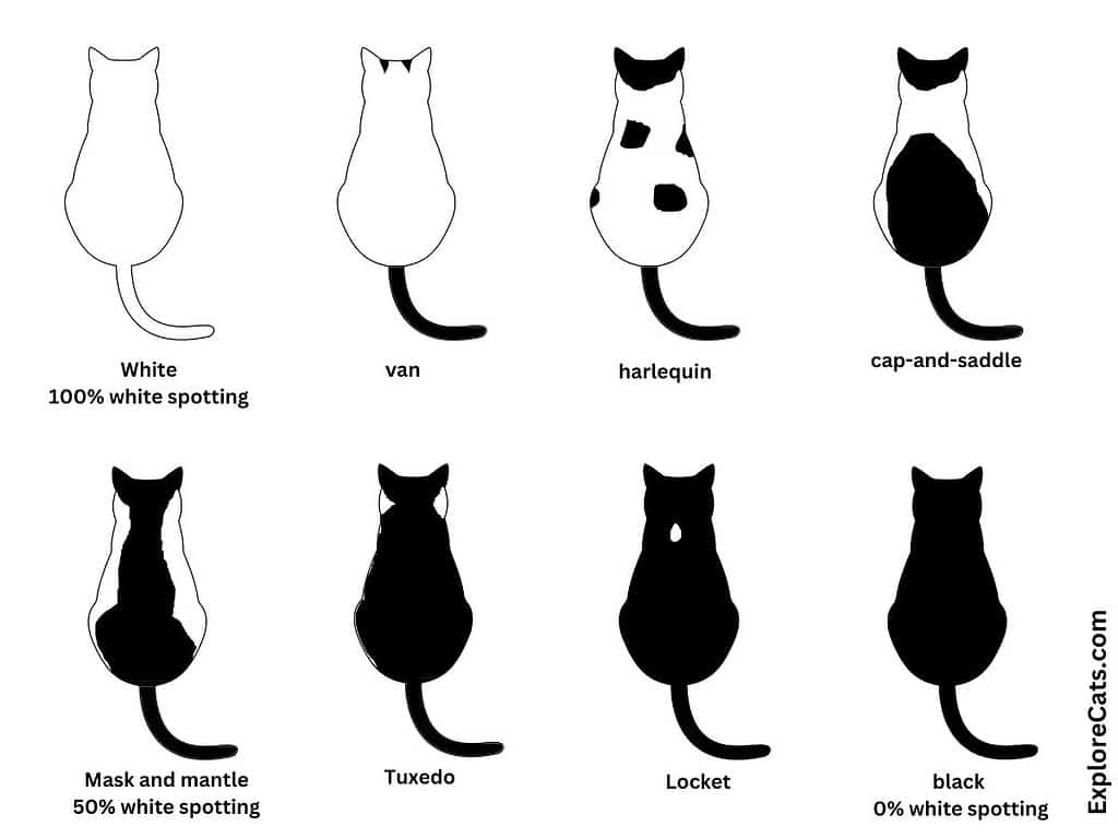 A diagram showing the ten common types of white spotting coat patterns in cats.