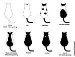 Bicolor Cats - Cat Explore