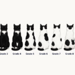 Infographic showing ten cat silhouettes illustrating the progression of white spotting from Grade 1 through Grade 10. The sequence begins with a solid-colored cat with no white markings and gradually increases the amount of white fur until Grade 10, which is completely white. Labels identify common coat patterns such as tuxedo, bicolor, harlequin, and van, and the diagram groups the grades into low-, medium-, and high-grade white spotting.