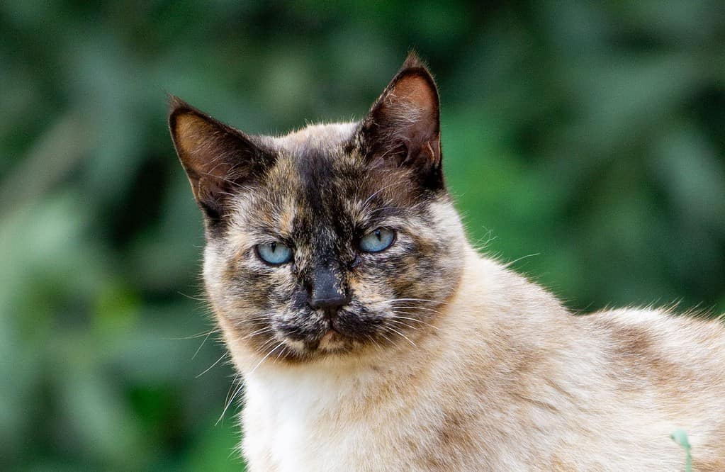 A closeup of a colorpoint cat with blue eyes against a blurry hedge.