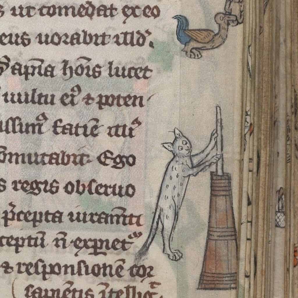 A medieval manuscript drawing of a cat in the margin churning butter.