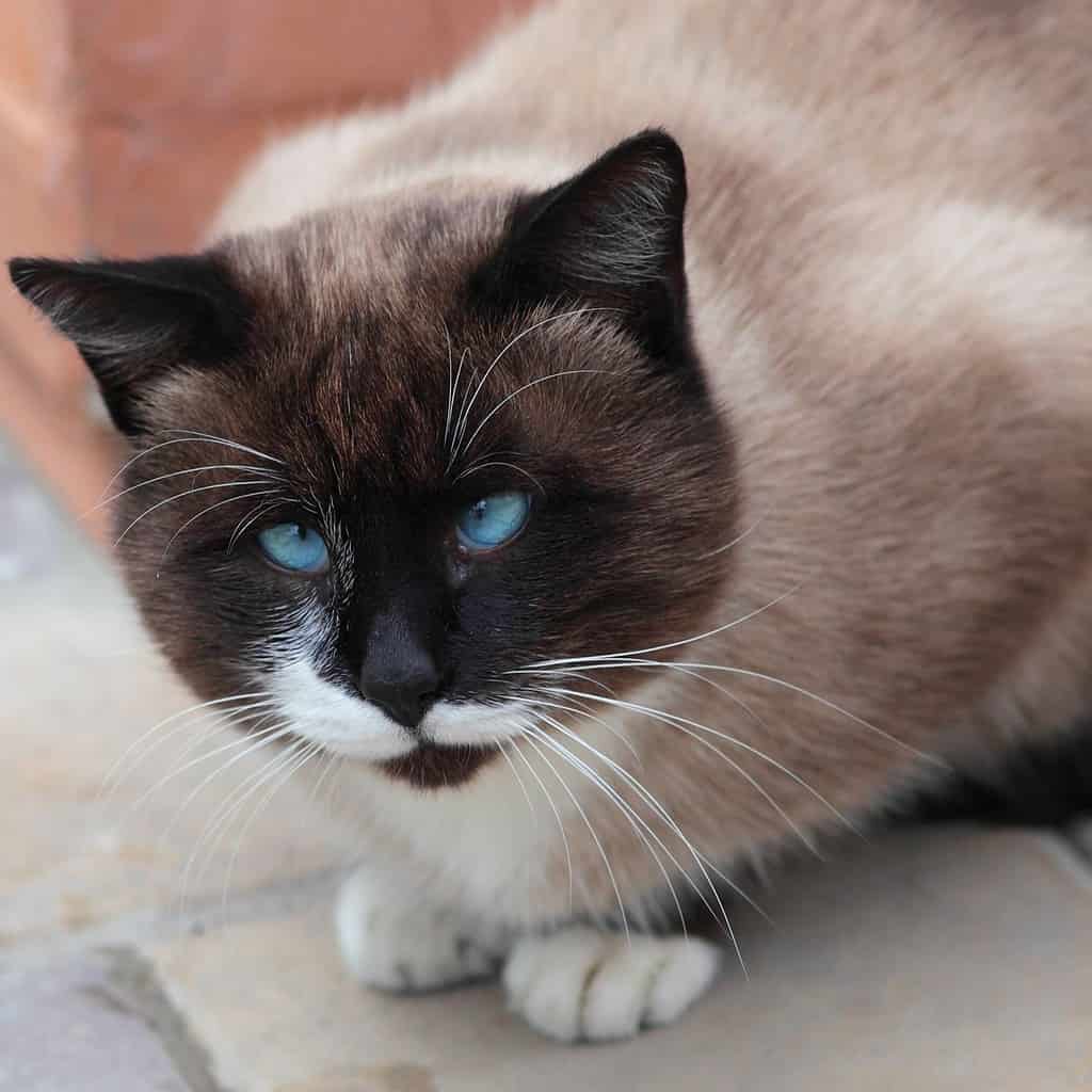 A closeup of a Siamese cat with crossed eyes.