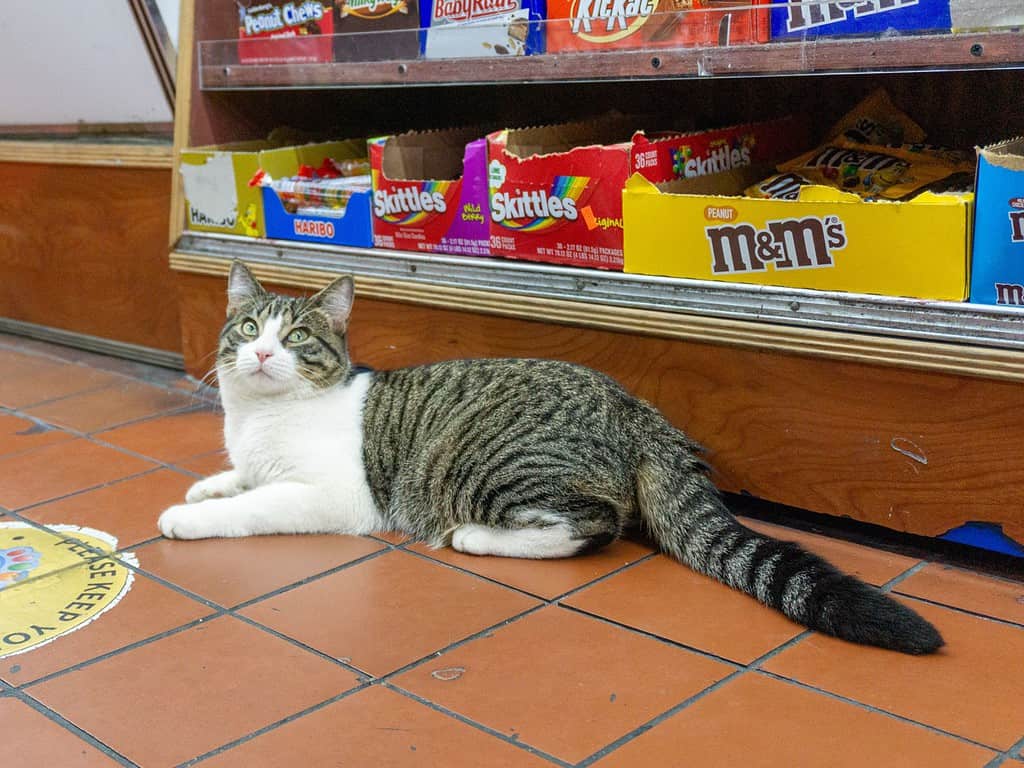 A grey tabby with a white muzzle and chest lying on a red tiled floor in front of rows of candy in boxes in a deli.