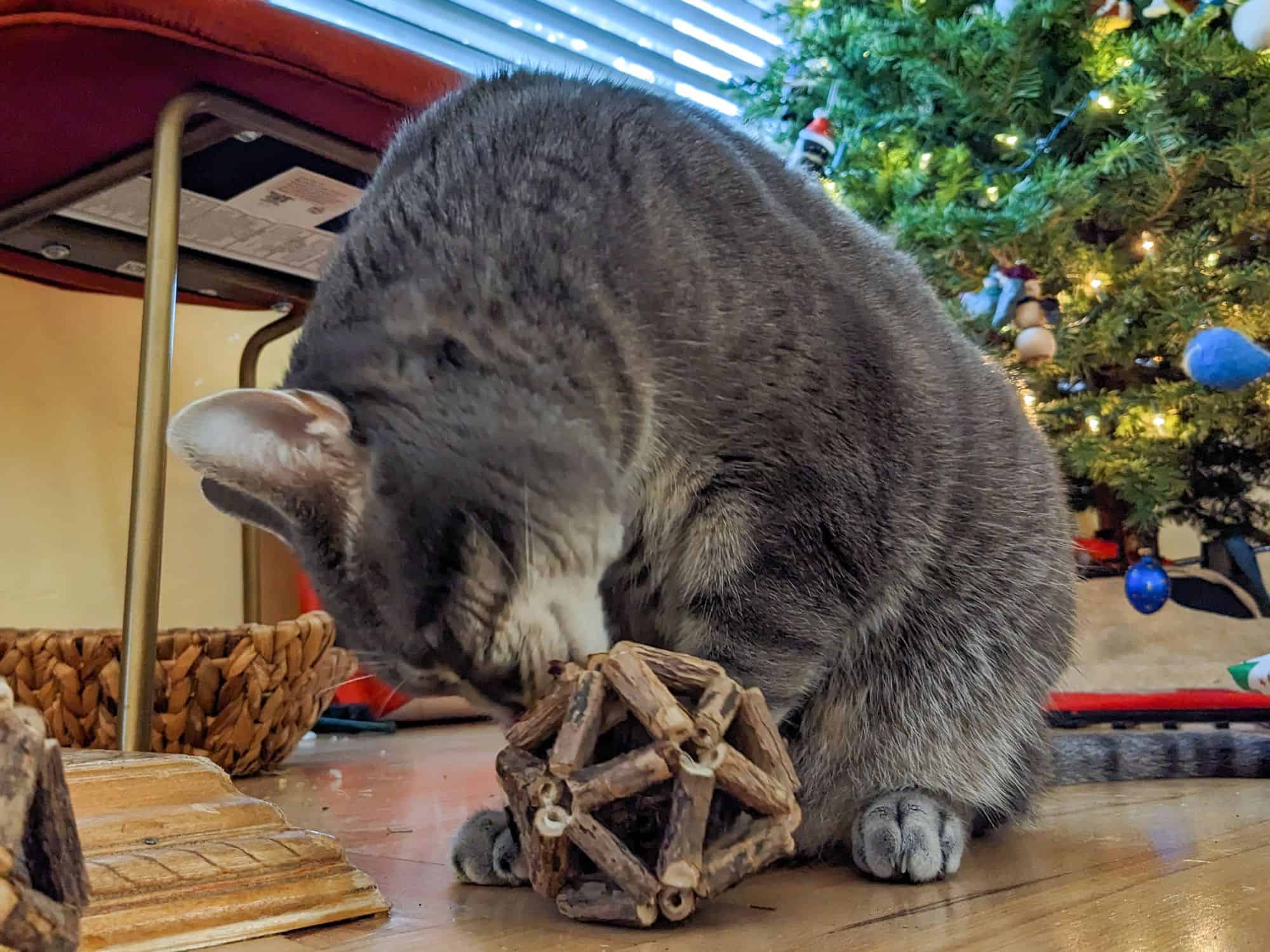 A gray tabby cat smelling a wooden toy in with a Christmas tree and a red chair in the background.