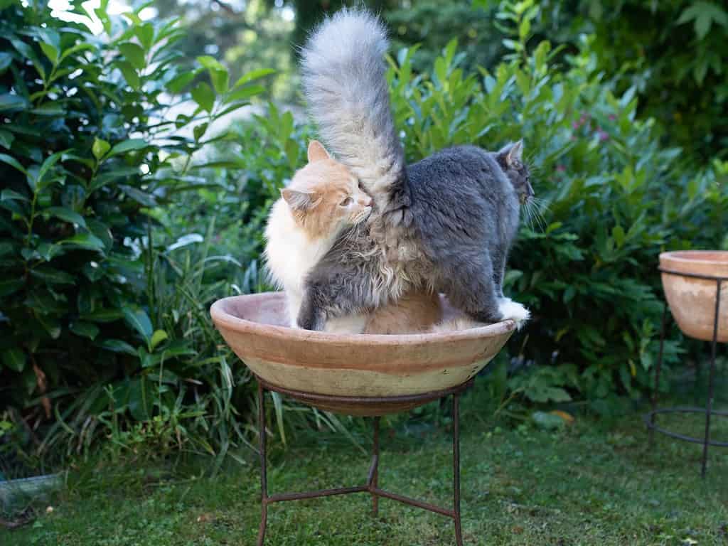 Two longhaired cats with the tan colored cat smelling the behind of a gray cat while sitting in a low clay bowl on a black metal pedestal. 