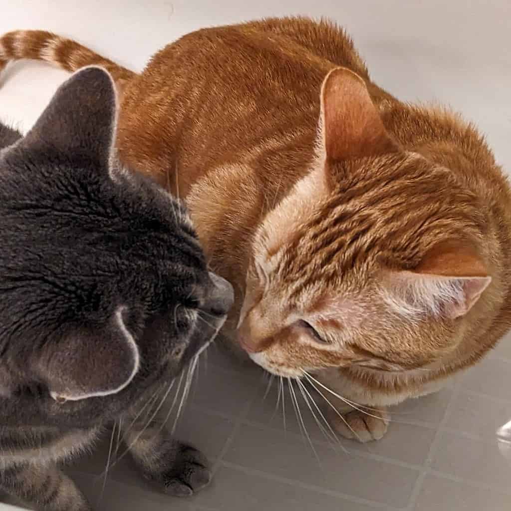 A grey cat and an orange cat smelling each other's face against a white background.