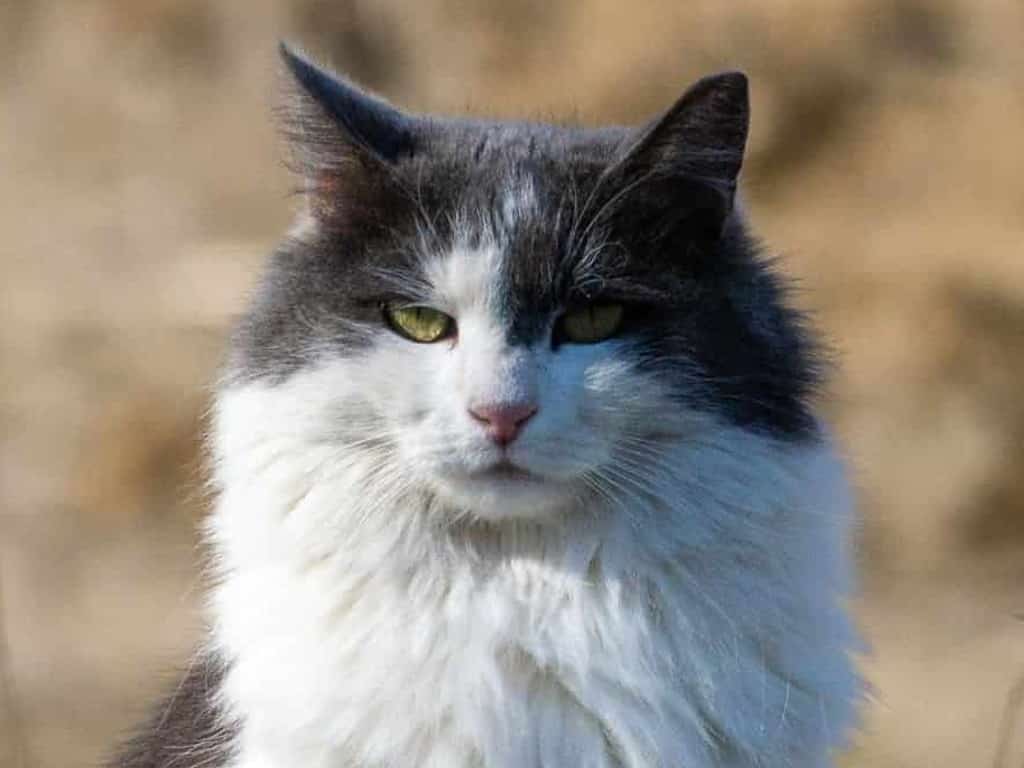 A closeup of the face of a bicolor gray and white cat.