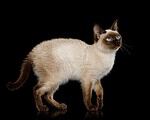 Timeline of Modern Cat Breeds - Cat Explore